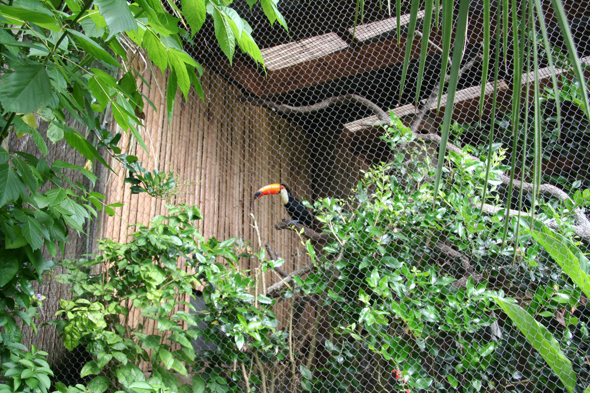 Farbenprächtiger Riesentukan/Colorful Toco toucan in its habitat
